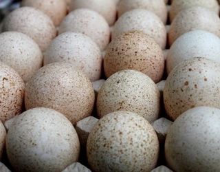 За довготривалого зберігання інкубаційних індичих яєць застосовують періодичне прогрівання
